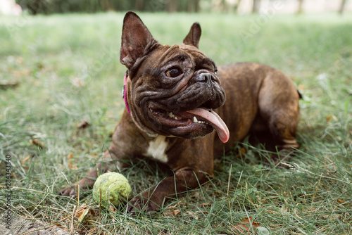 Brown french bulldog with a collar and a ball.  Bulldog portrait.