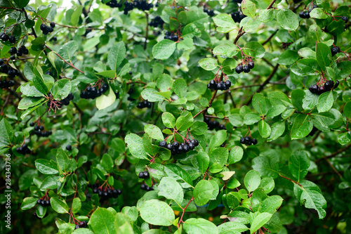 ripe berries of chokeberry Aronia on the branches of bushes on a rainy day