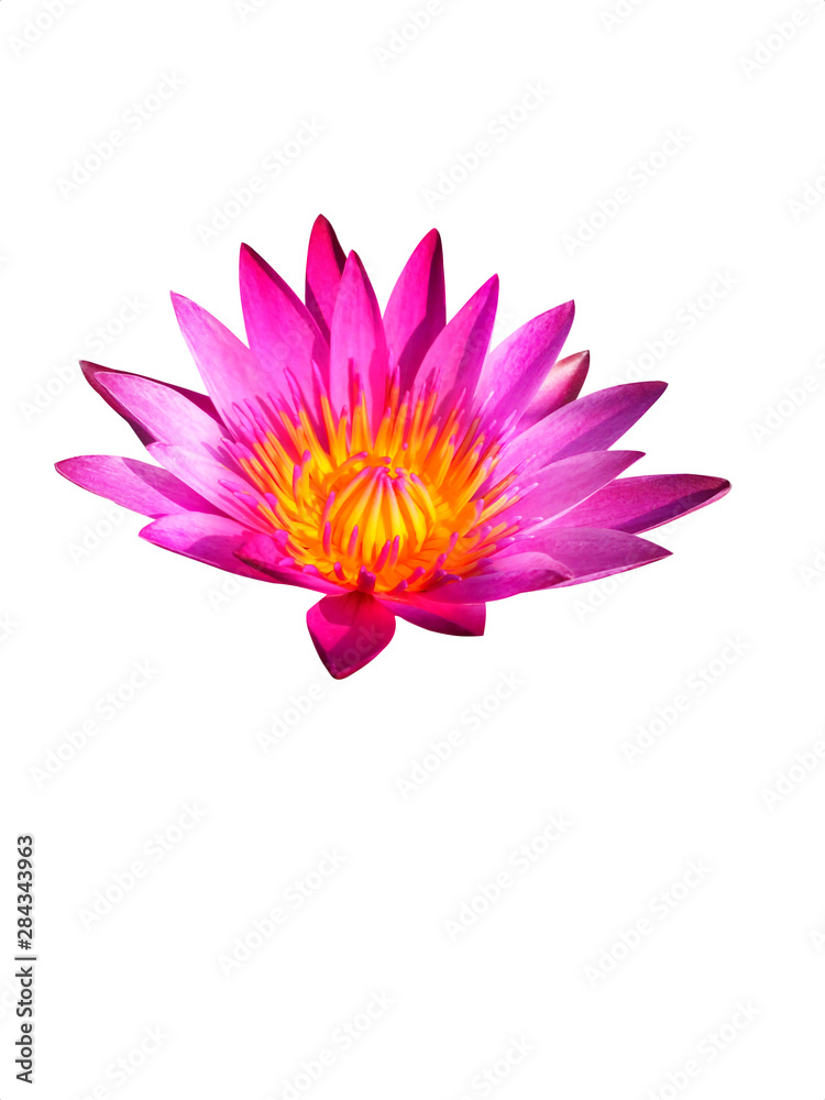 Pink lotus petals on a white background 