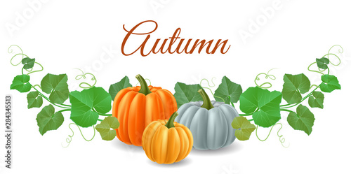 Horizontal banner with pumpkin and pumpkin leaf, frame for autumn or Halloween. Vector illustration isolated on white, for autumn background or Halloween template design