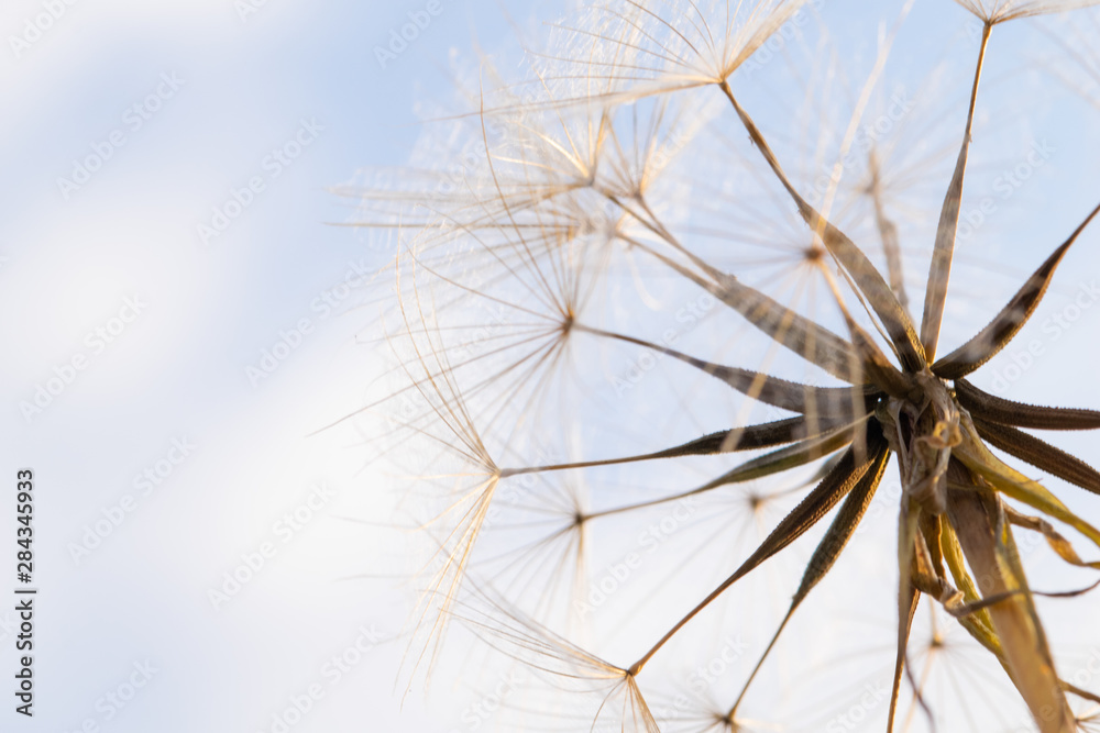 Fototapeta premium Partially dispersed dandelion clock seed head