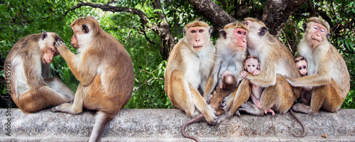 Photography Monkey family sitting on the fence of the temple in Sri Lanka