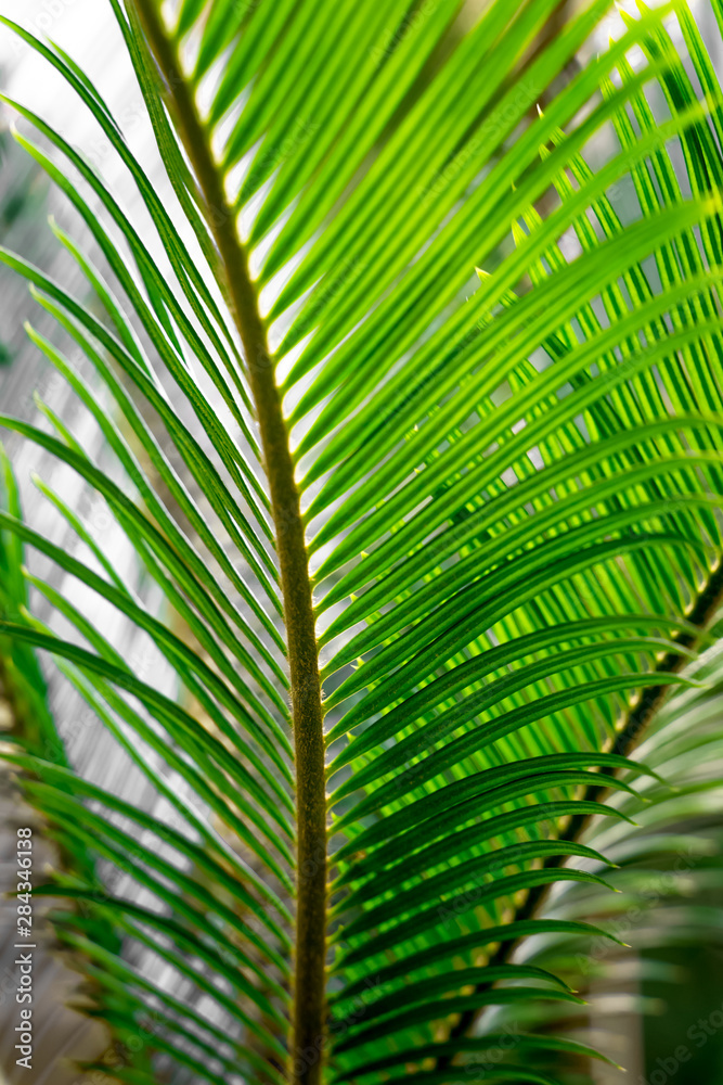 Green palm branches as background Green palm branches as background