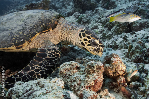Turtle is looking for food in coral. Underwater photography