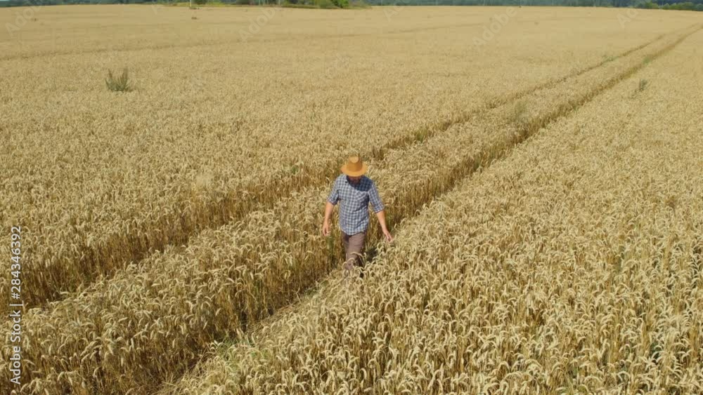 Farmer in Hat in Young Wheat Field and Examining Crop. Aerial View Man Walking Through Wheat Field. Wheat Field Farmer Walking Landscape Nature Agriculture Growth Drone Footage Man Sky. 4K UHD Farmer in Hat in Young Wheat Field and Examining Crop. Aerial View Man Walking Through Wheat Field. Wheat Field Farmer Walking Landscape Nature Agriculture Growth Drone Footage Man Sky. 4K UHD
