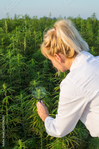 Scientist with magnifying glass observing CBD hemp plants on marijuana field