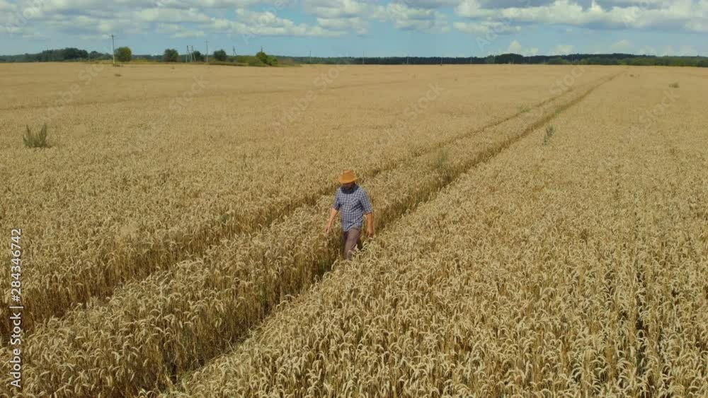 Farmer in Hat in Young Wheat Field and Examining Crop. Aerial View Man Walking Through Wheat Field. Wheat Field Farmer Walking Landscape Nature Agriculture Growth Drone Footage Man Sky. 4K UHD Farmer in Hat in Young Wheat Field and Examining Crop. Aerial View Man Walking Through Wheat Field. Wheat Field Farmer Walking Landscape Nature Agriculture Growth Drone Footage Man Sky. 4K UHD