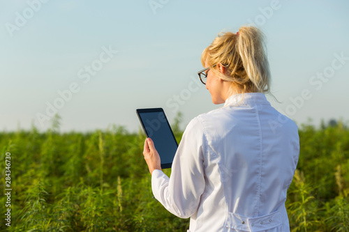 Scientist observing CBD hemp plants on marijuana field and writing results in tablet