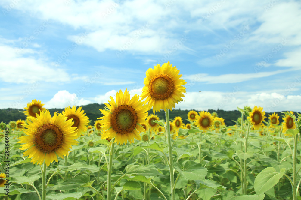 栃木県益子町　ひまわり畑