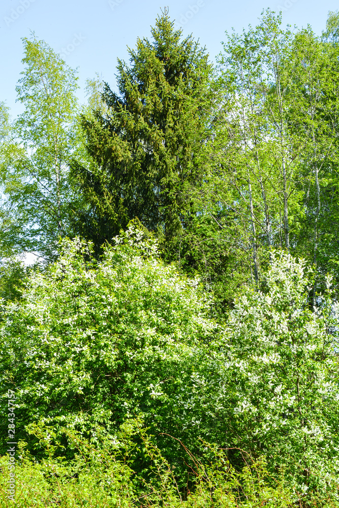 Fototapeta premium Great bird cherry on the background of green spruce