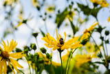 yellow Jerusalem artichoke, green leaves and bumblebee