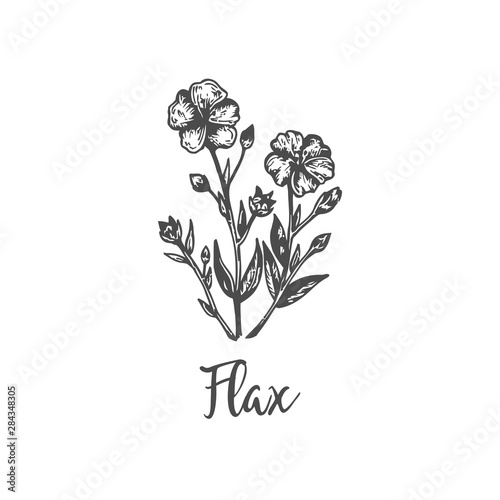 Flax hand drawn outline vector illustration. Vintage floral sketch Botanical handdrawn design Linen flower Medical hebs collection