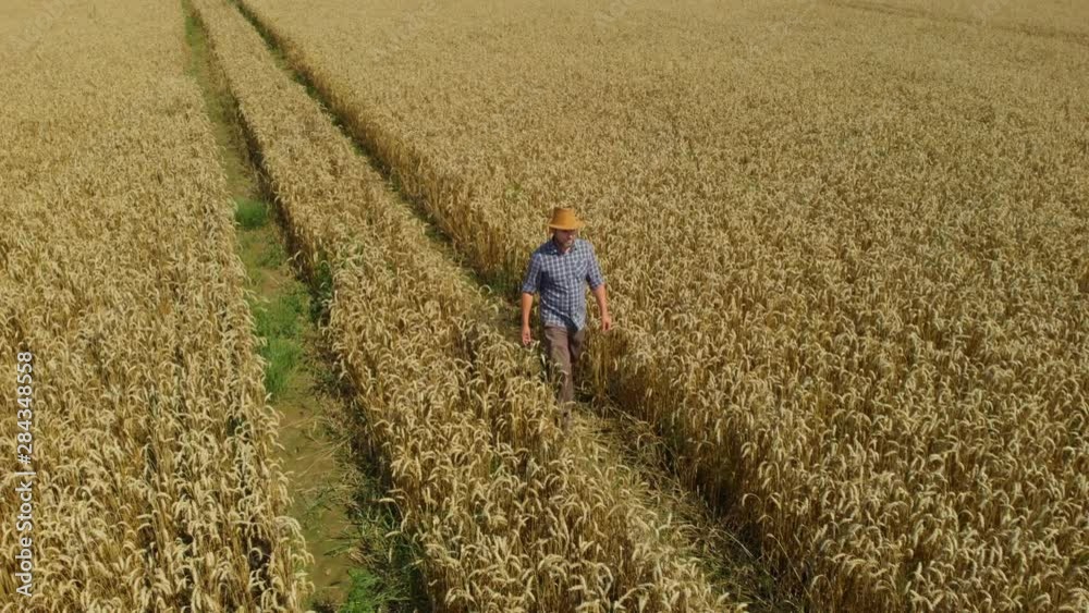 Farmer in Hat in Young Wheat Field and Examining Crop. Aerial View Man Walking Through Wheat Field. Wheat Field Farmer Walking Landscape Nature Agriculture Growth Drone Footage Man Sky. 4K UHD Farmer in Hat in Young Wheat Field and Examining Crop. Aerial View Man Walking Through Wheat Field. Wheat Field Farmer Walking Landscape Nature Agriculture Growth Drone Footage Man Sky. 4K UHD