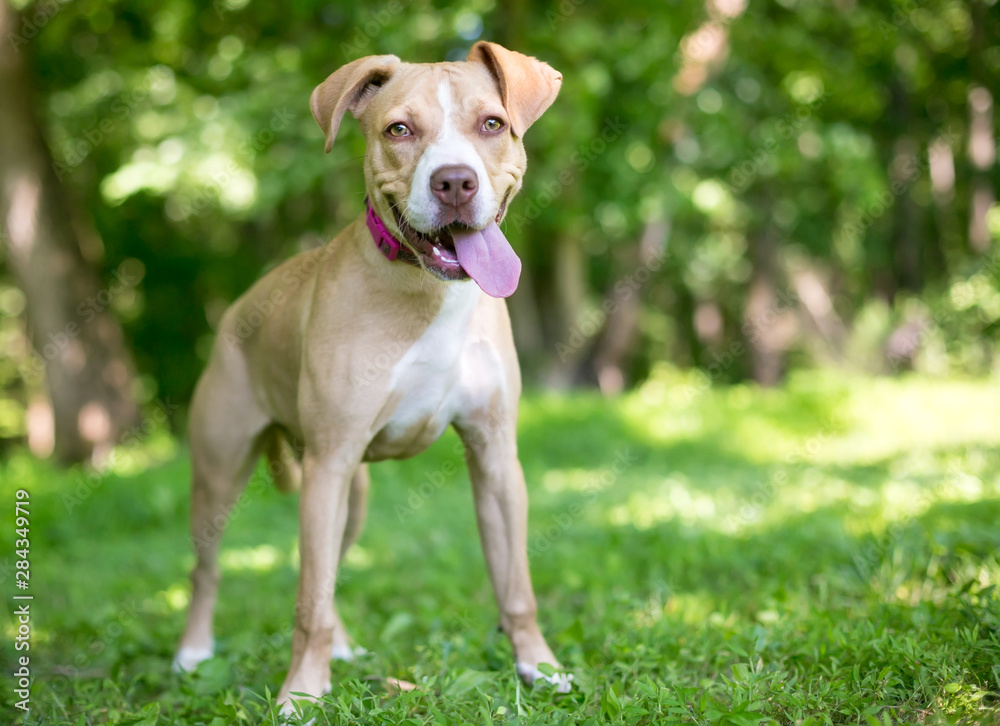 A young tan and white mixed breed dog standing outdoors with a happy expression