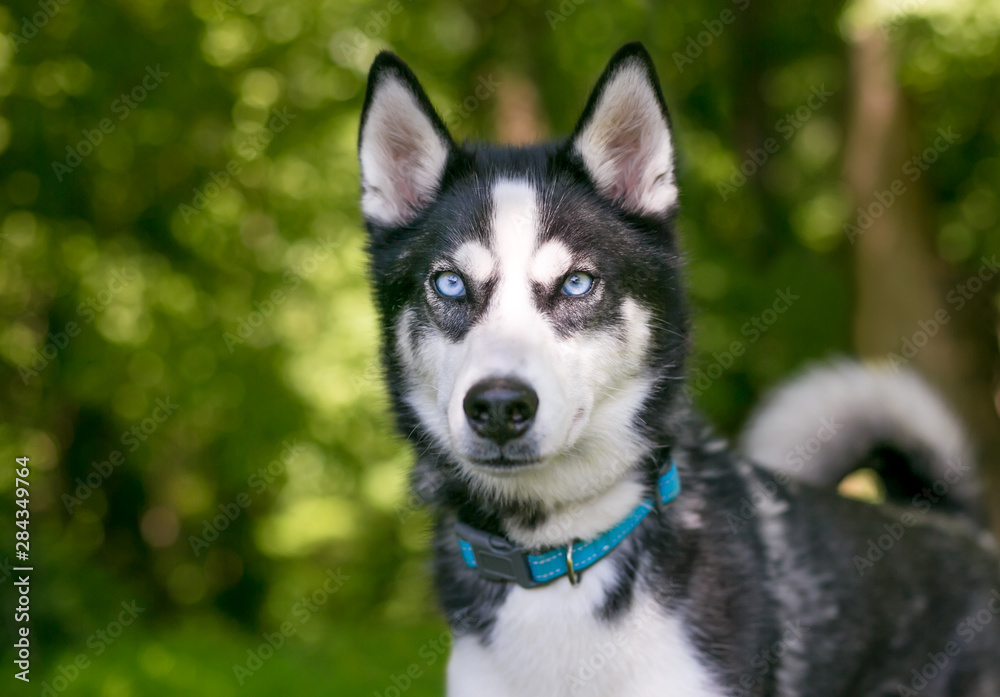 A purebred Siberian Husky dog with blue eyes outdoors