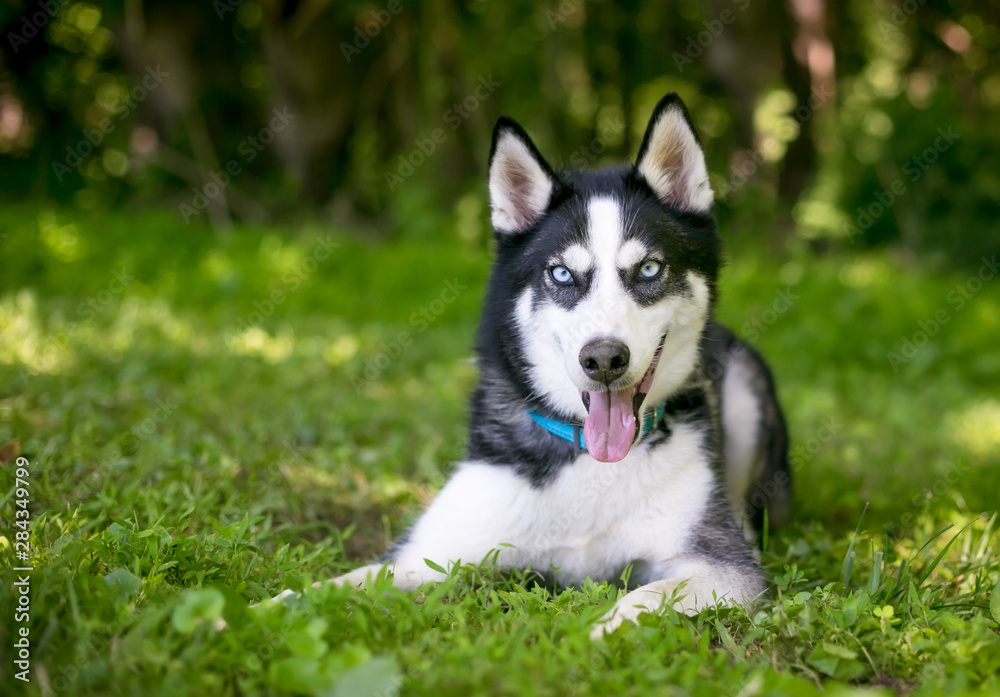 A purebred Siberian Husky dog with blue eyes lying in the grass outdoors