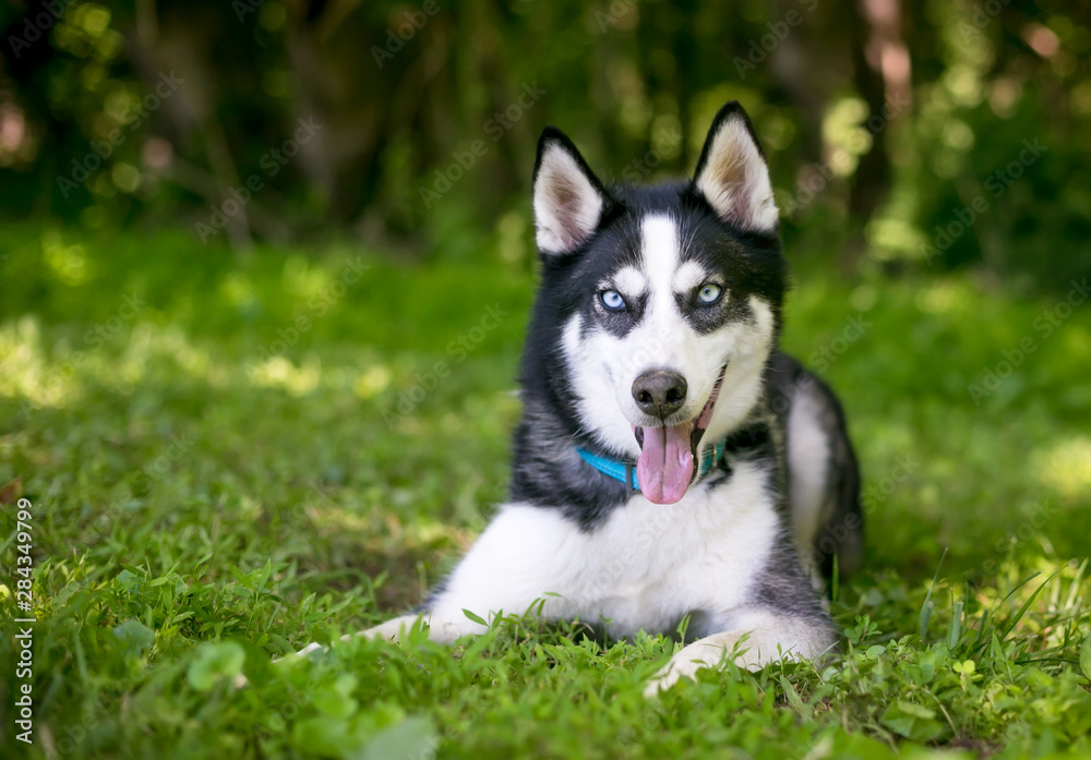 A purebred Siberian Husky dog with blue eyes lying in the grass outdoors A purebred Siberian Husky dog with blue eyes lying in the grass outdoors