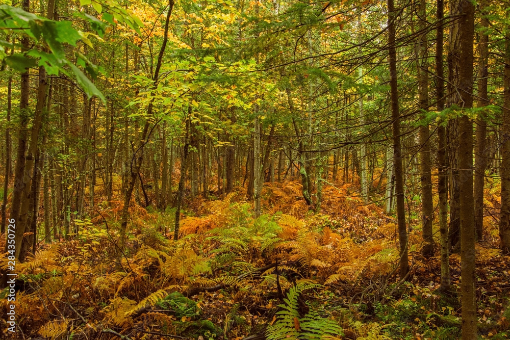 autumn in the forest