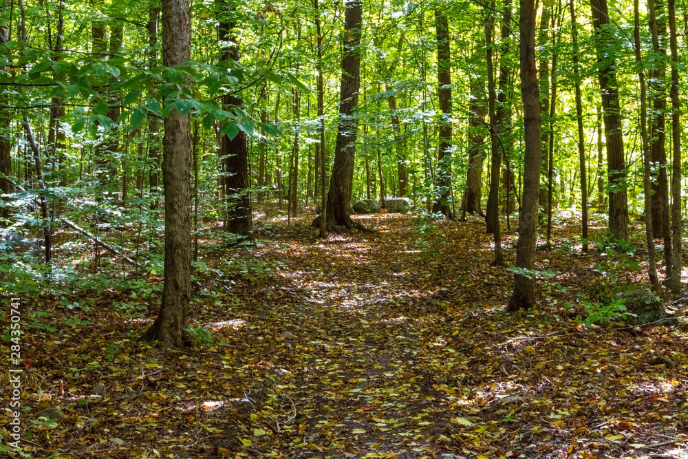 Obraz premium path in the forest