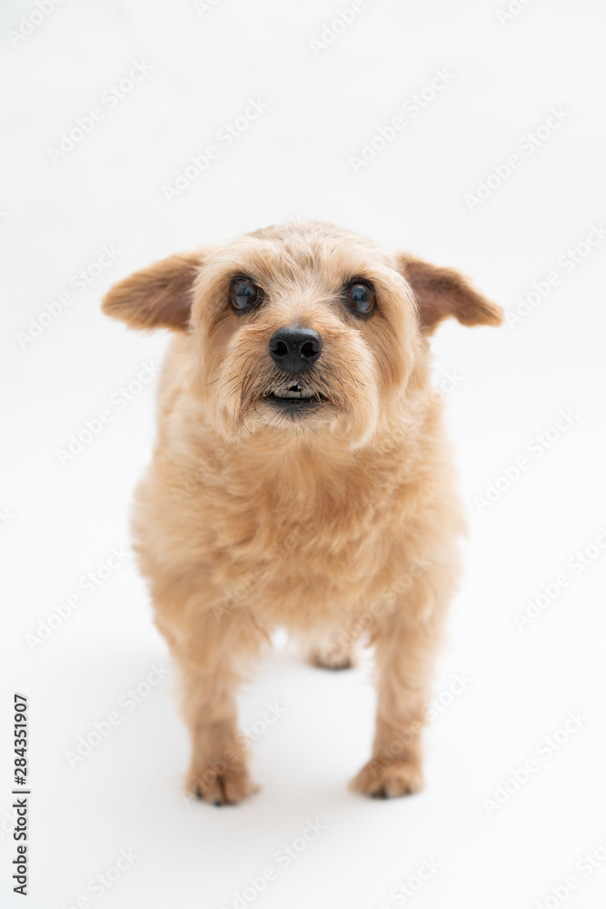 Norfolk Terrier dog isolated on white background Norfolk Terrier dog isolated on white background