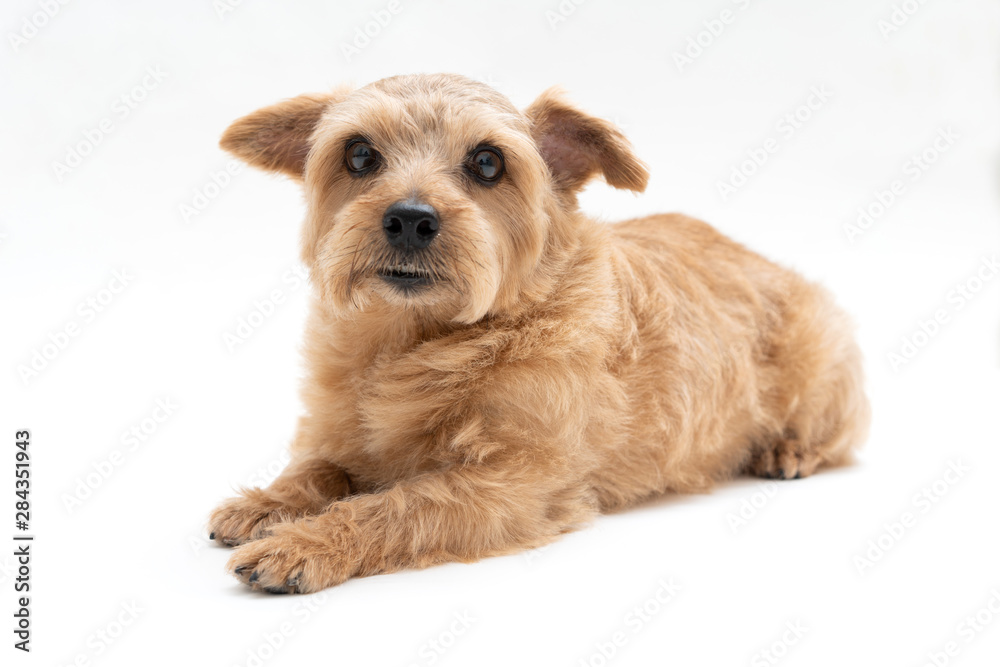 Norfolk Terrier dog isolated on white background Norfolk Terrier dog isolated on white background