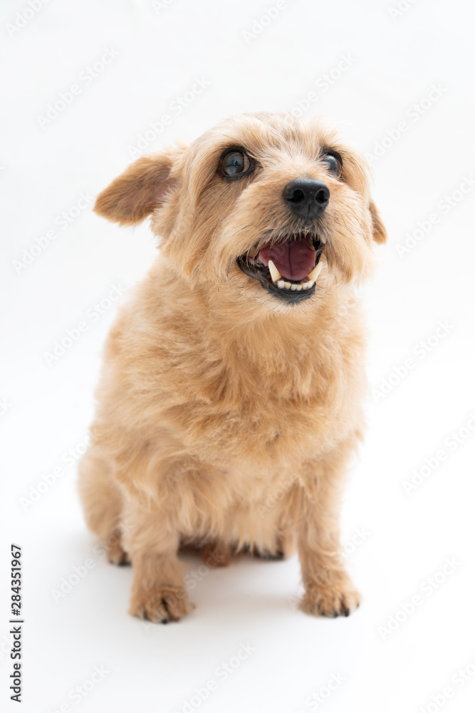 Norfolk Terrier dog isolated on white background Norfolk Terrier dog isolated on white background