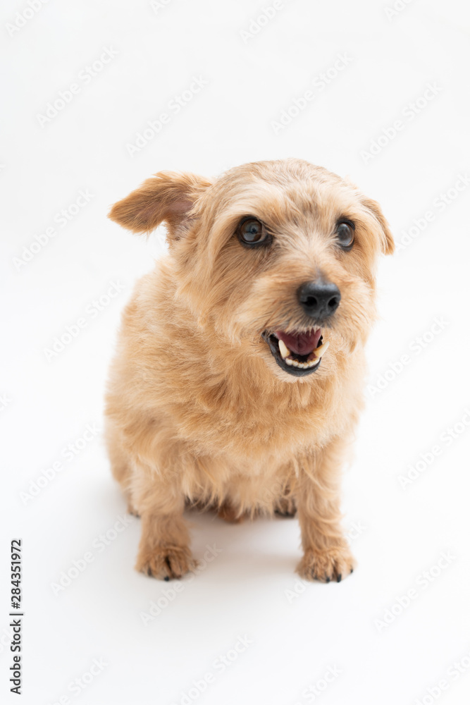 Norfolk Terrier dog isolated on white background Norfolk Terrier dog isolated on white background