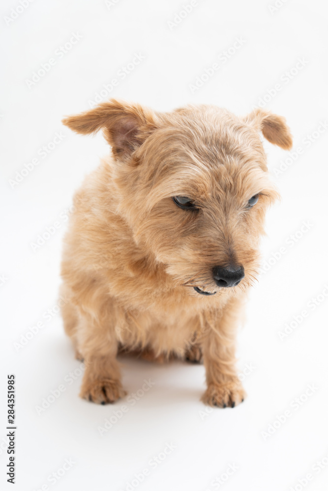 Norfolk Terrier dog isolated on white background Norfolk Terrier dog isolated on white background