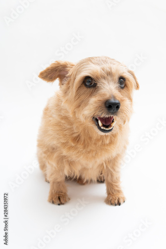 Norfolk Terrier dog isolated on white background