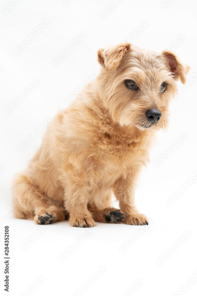 Norfolk Terrier dog isolated on white background Norfolk Terrier dog isolated on white background
