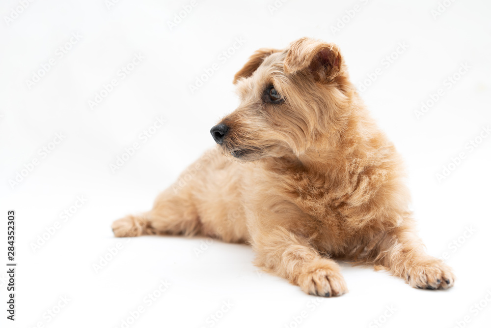 ノーフォークテリア 犬 ノーフォークテリア 犬