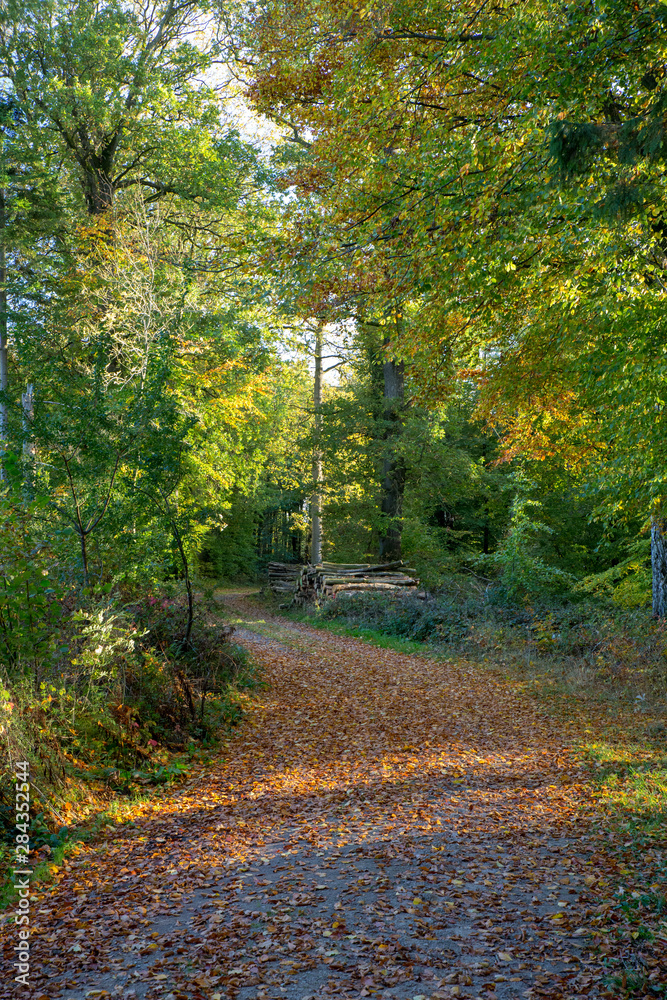 Fototapeta premium Waldweg in Herbstwald
