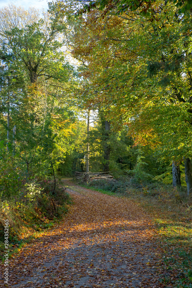 Waldweg in Herbstwald