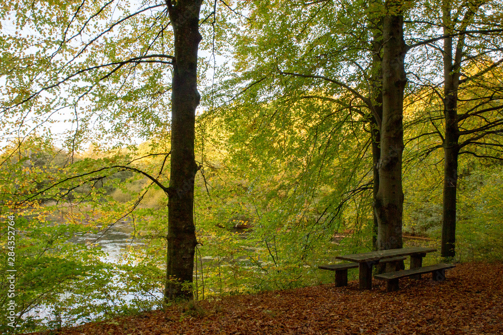 Holzbank und Holztisch im Herbstwald mit braunem Laub