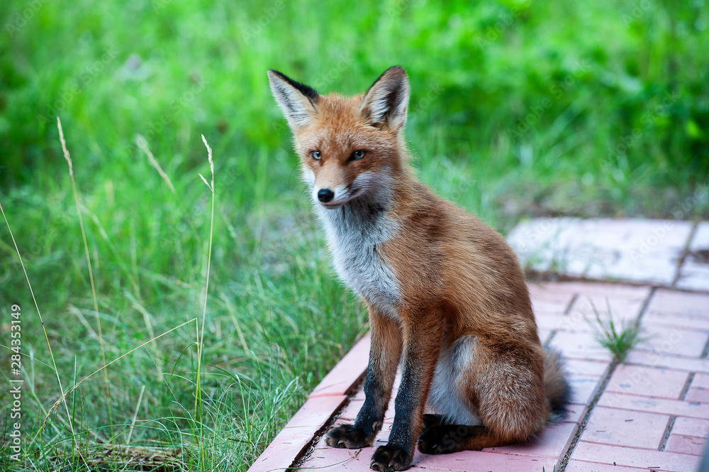 Fototapeta premium wild red fox