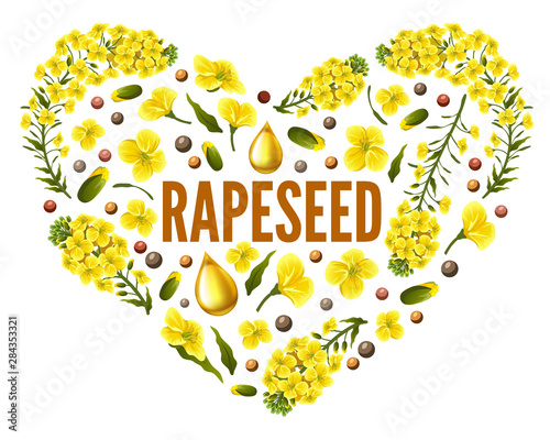Heart of flower rapeseed for packaging design and advertising. Isolated vector illustration  on white background.