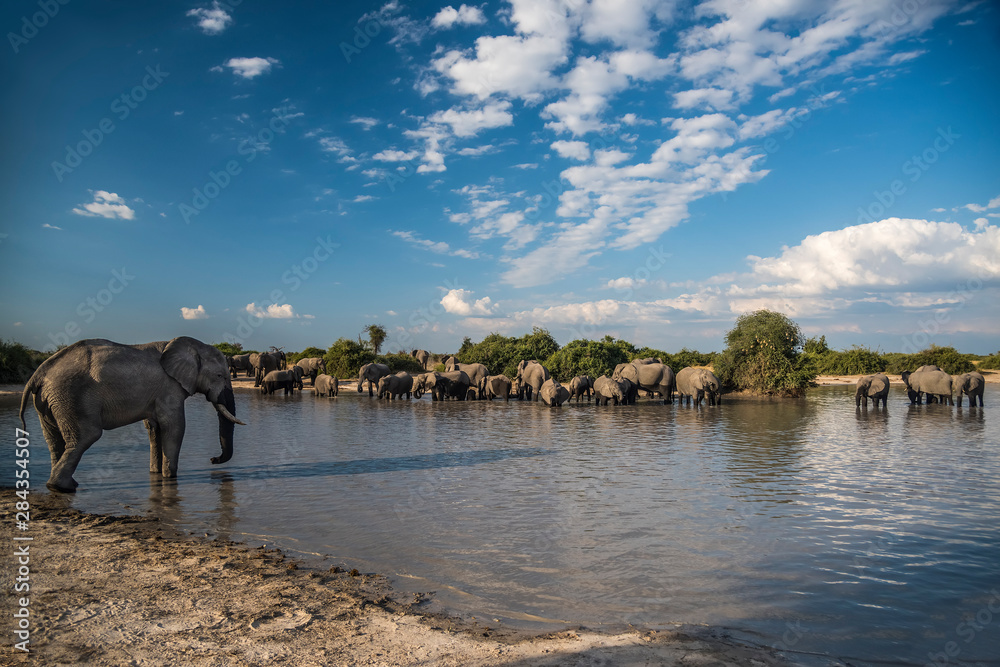 Fototapeta premium Africa, Botswana, Chobe National Park. Elephant herd in water. Credit as: Jones & Shimlock / Jaynes Gallery / DanitaDelimont.com