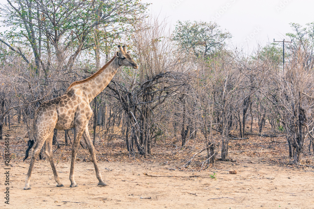 Obraz premium Botswana. Chobe National Park. Young giraffe (Giraffa camelopardalis angolensis) walking through the bush.
