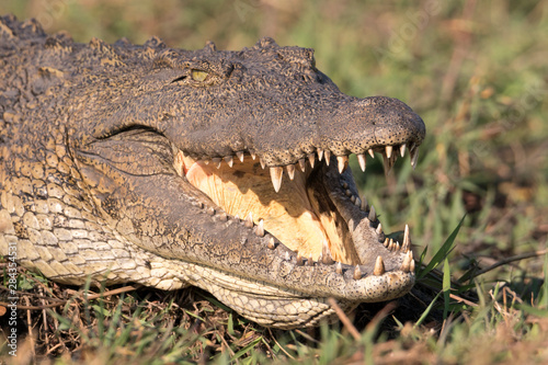 Nile  African  crocodile   Crocodylus niloticus   with mouth open to cool itself. Botswana  Africa.