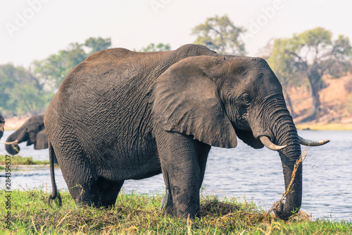 Botswana. Chobe National Park. Elephant (Loxodonta africana) grazing on an island in the Chobe River.