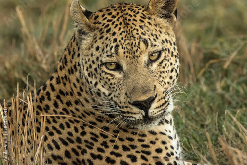 Africa, Botswana, Savute Game Reserve. Portrait of resting adult leopard. Credit as: Jim Zuckerman / Jaynes Gallery / DanitaDelimont.com