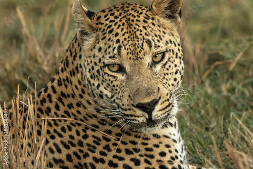 Africa, Botswana, Savute Game Reserve. Portrait of resting adult leopard. Credit as: Jim Zuckerman / Jaynes Gallery / DanitaDelimont.com photo