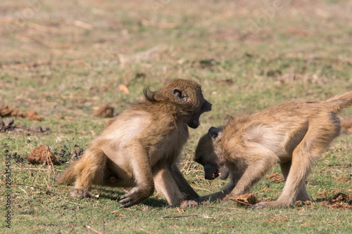 Young baboons (papio cynocephalus), play along banks of Chobe River, Botswana, Africa.