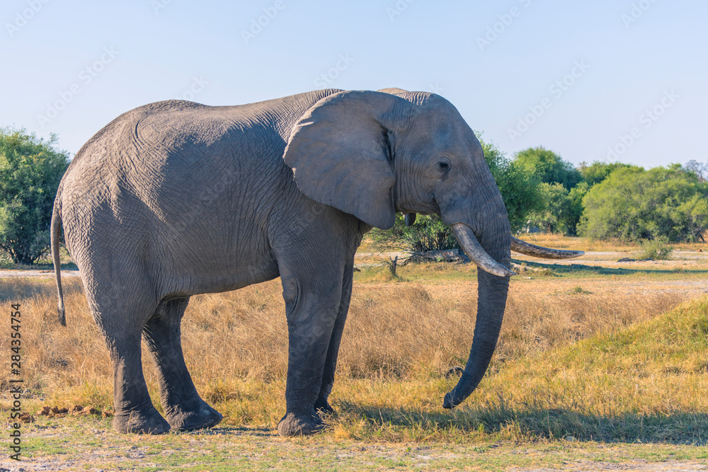 Obraz premium Botswana. Okavango Delta. Khwai Concession. Elephant (Loxodonta africana) grazing.