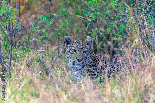 Botswana. Okavango Delta. Khwai Concession. Leopard (Panthera pardus) camouflaged in tall grass.
