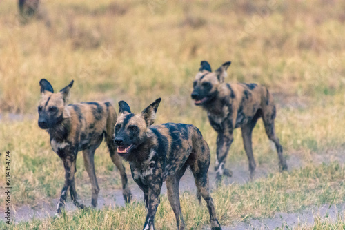 Botswana. Okavango Delta. Khwai Concession. Pack of African wild dogs (Lycaon pictus) hunting.