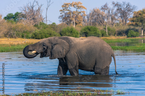 Botswana. Okavango Delta. Khwai Concession. Elephant  Loxodonta africana  drinking.