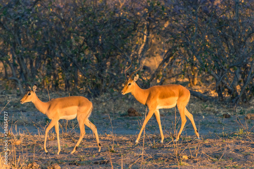 Botswana. Okavango Delta. Khwai Concession. Impala (Aepyceros melampus) at dawn.