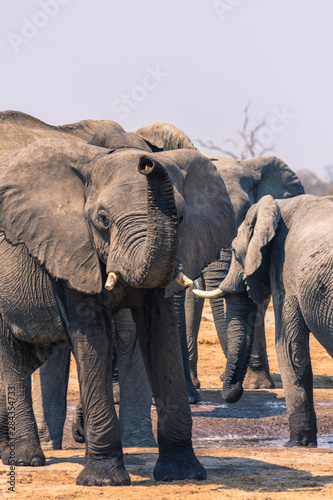 Botswana. Chobe National Park. Savuti. Elephant (Loxodonta africana) smelling the air with her trunk