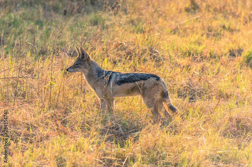 Botswana. Chobe National Park. Savuti. Black-backed jackal  Canis mesomelas  watching lions eat.